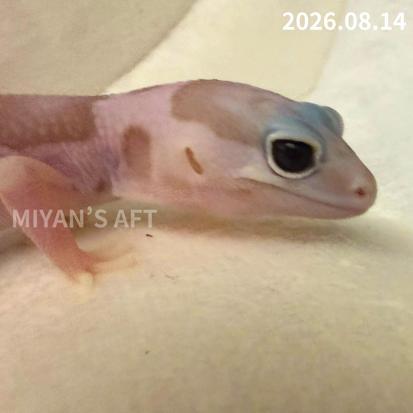 MA-0118　ホワイトアウト アメル オレオ het パターンレス　♀