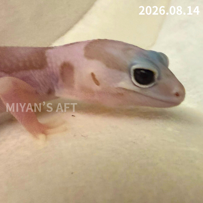 MA-0118　ホワイトアウト アメル オレオ het パターンレス　♀