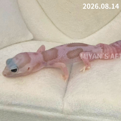MA-0118　ホワイトアウト アメル オレオ het パターンレス　♀