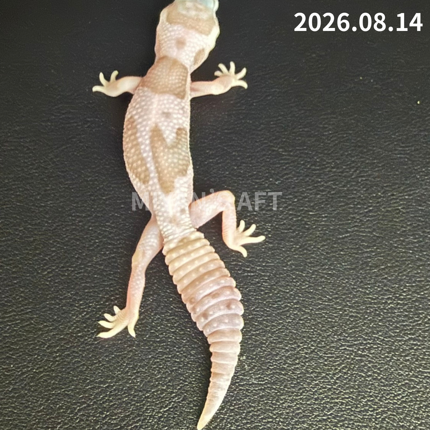 MA-0118　ホワイトアウト アメル オレオ het パターンレス　♀