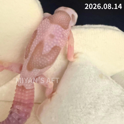 MA-0118　ホワイトアウト アメル オレオ het パターンレス　♀