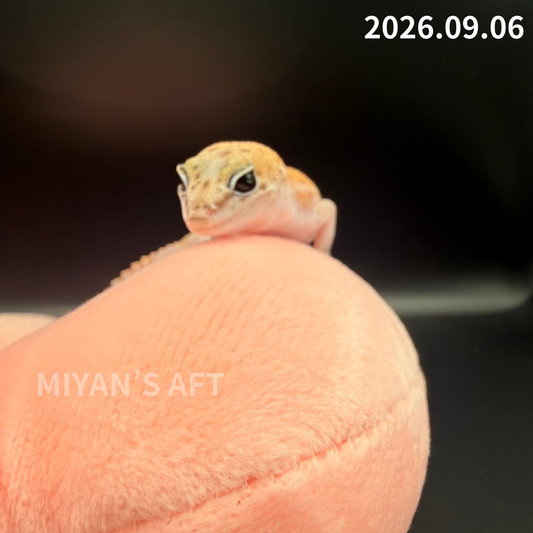 MA-0111　パターンレス het アメルオレオ　♀