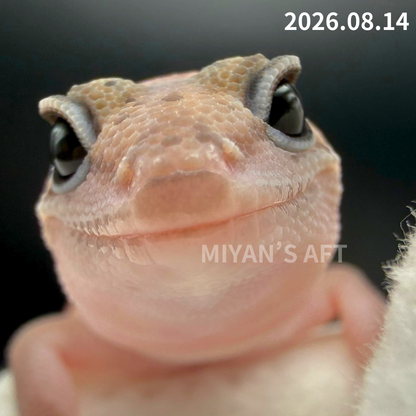MA-0111　パターンレス het アメルオレオ　♀