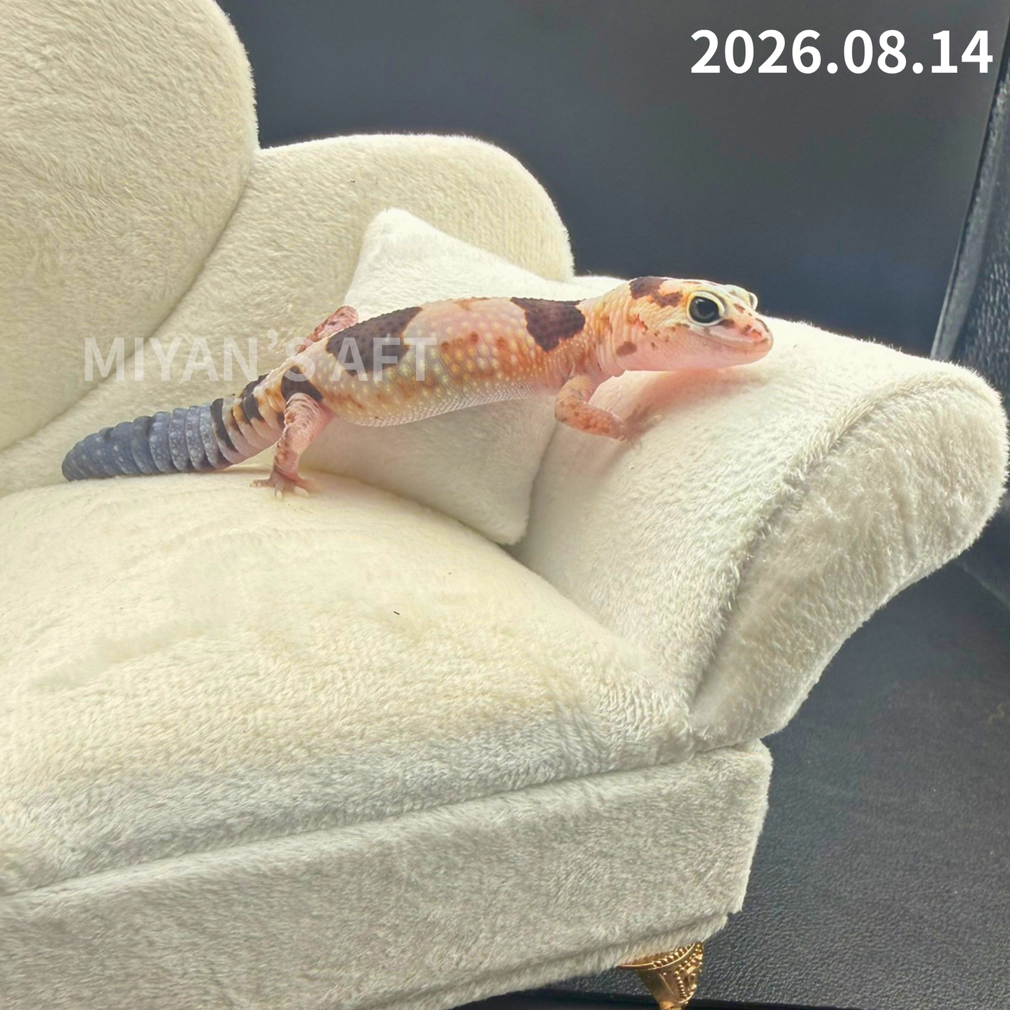 MA-0119　ホワイトアウト ズールー het アメルキャラメルオレオ　♀