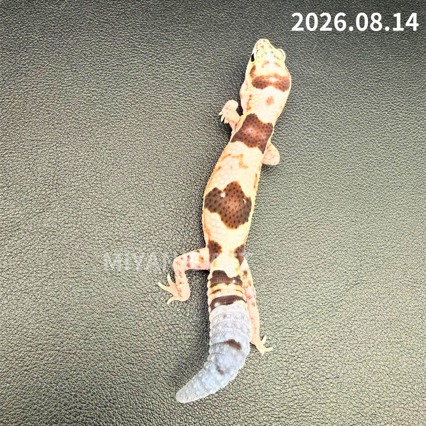 MA-0119　ホワイトアウト ズールー het アメルキャラメルオレオ　♀