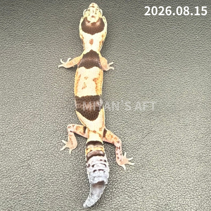 MA-0120　ホワイトアウト het オレオパターンレス　♀