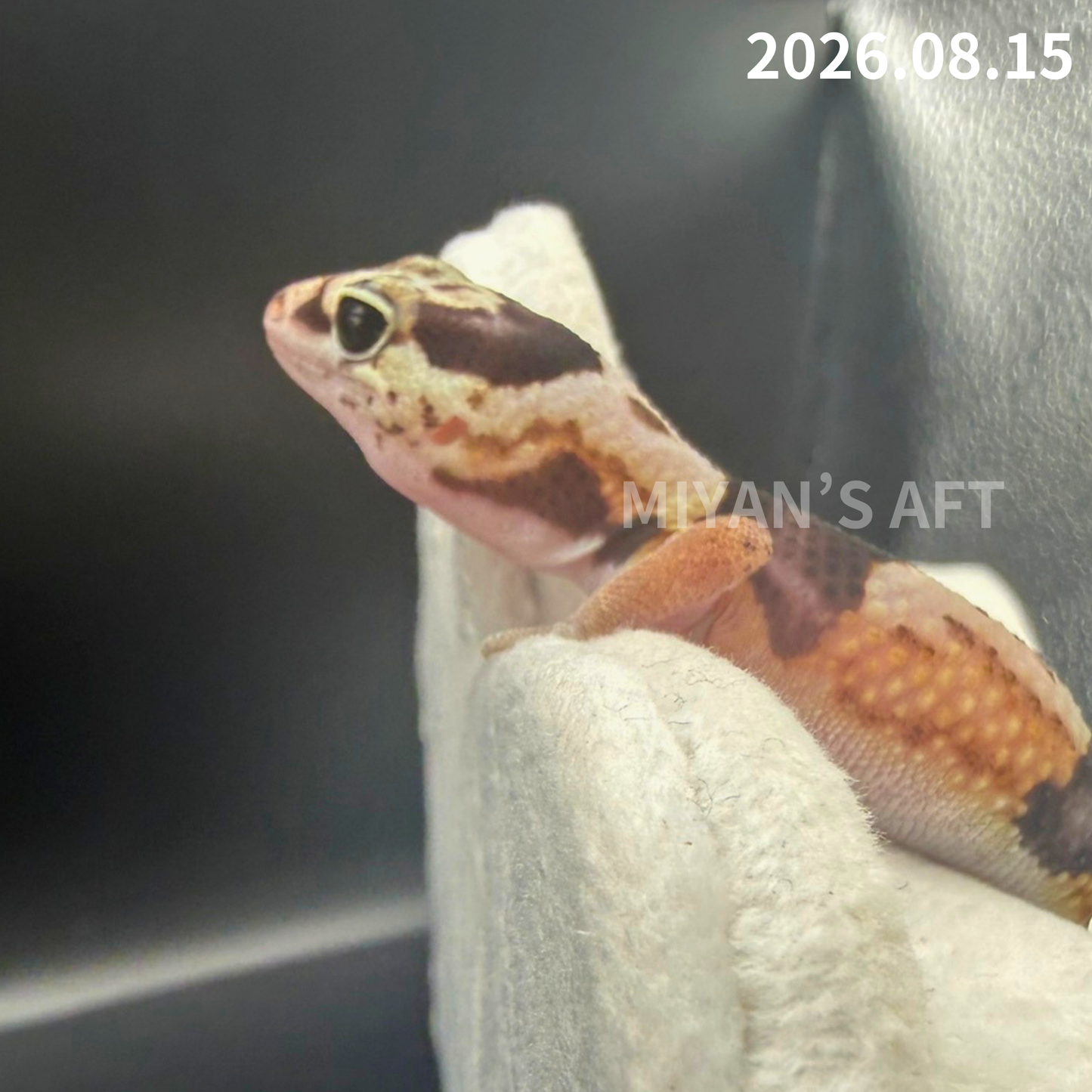 MA-0120　ホワイトアウト het オレオパターンレス　♀