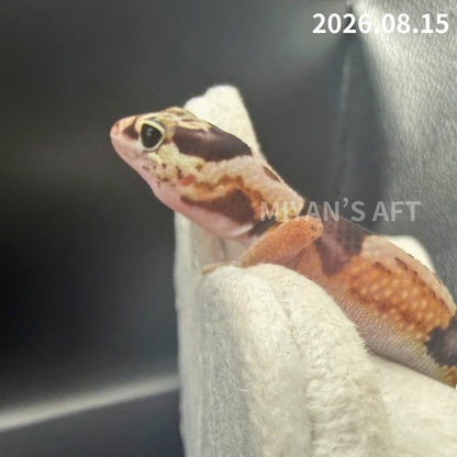MA-0120　ホワイトアウト het オレオパターンレス　♀