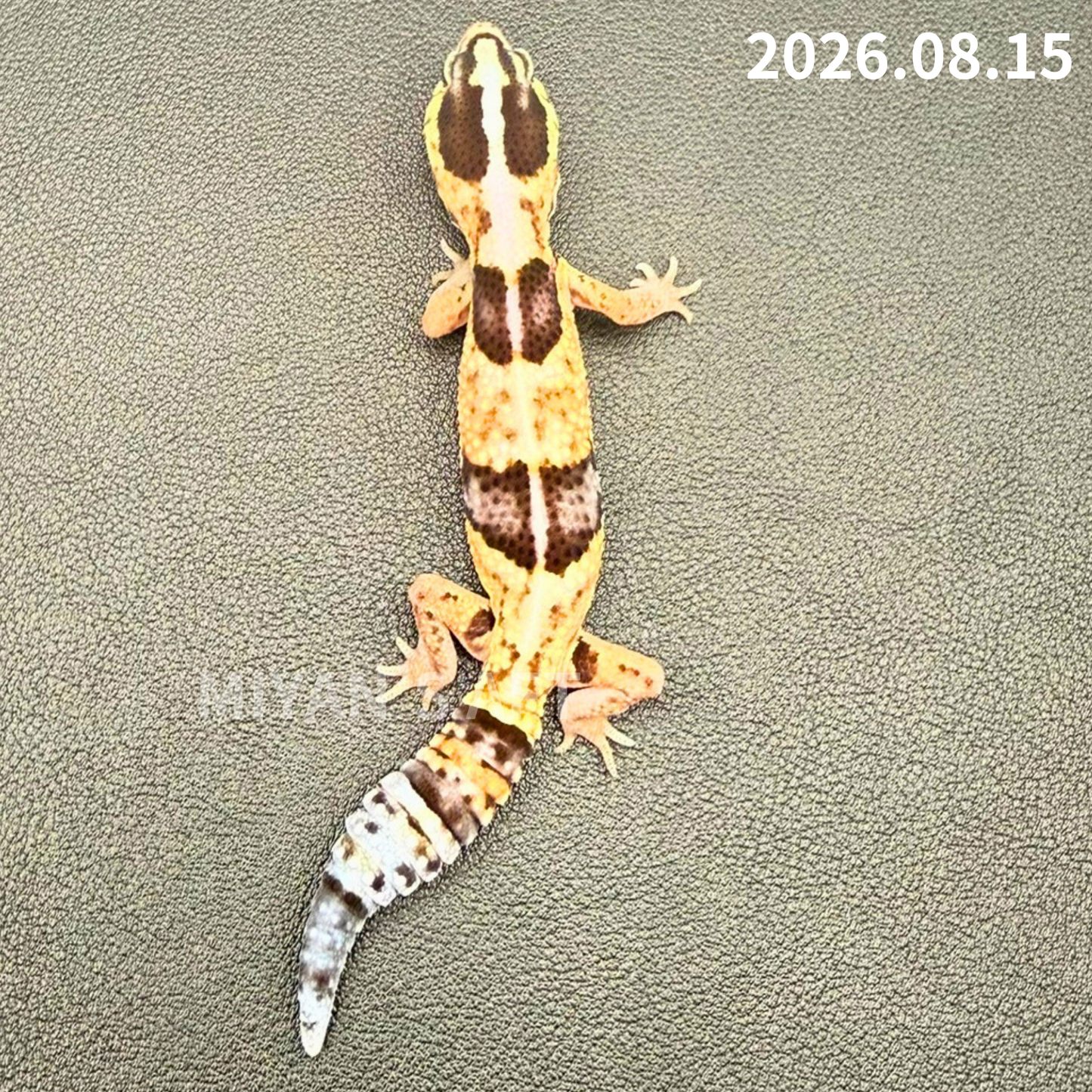 MA-0121　ホワイトアウト het アメルキャラメルオレオズールー　♀