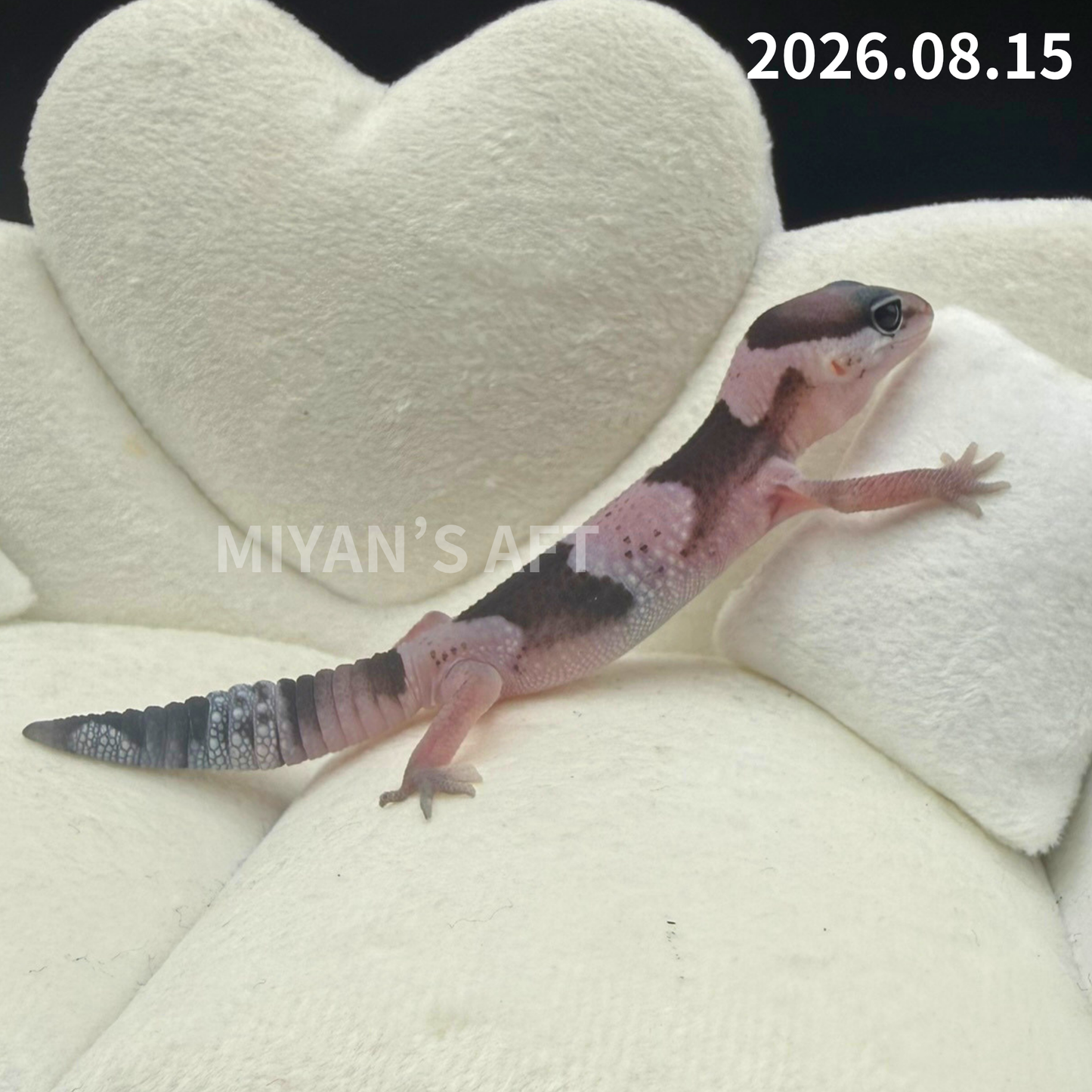 MA-0122　オレオ het ゴーストパターンレス　♀