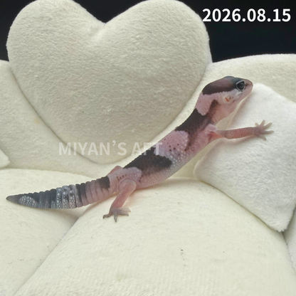 MA-0122　オレオ het ゴーストパターンレス　♀
