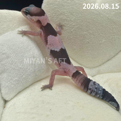 MA-0122　オレオ het ゴーストパターンレス　♀
