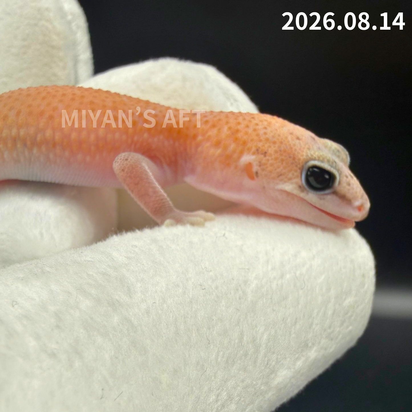 MA-0111　パターンレス het アメルオレオ　♀