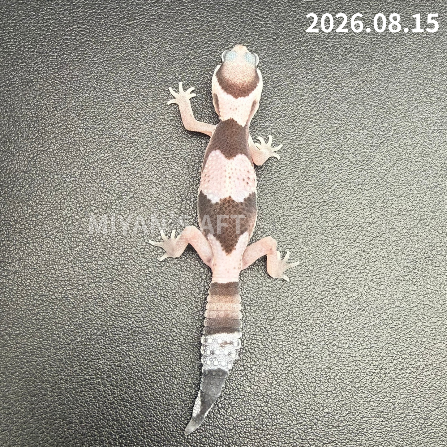 MA-0122　オレオ het ゴーストパターンレス　♀