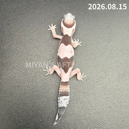 MA-0122　オレオ het ゴーストパターンレス　♀