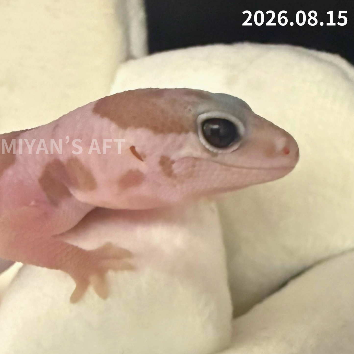 MA-0123　ホワイトアウト キャラメル オレオ het ゴースト ズールー　♂