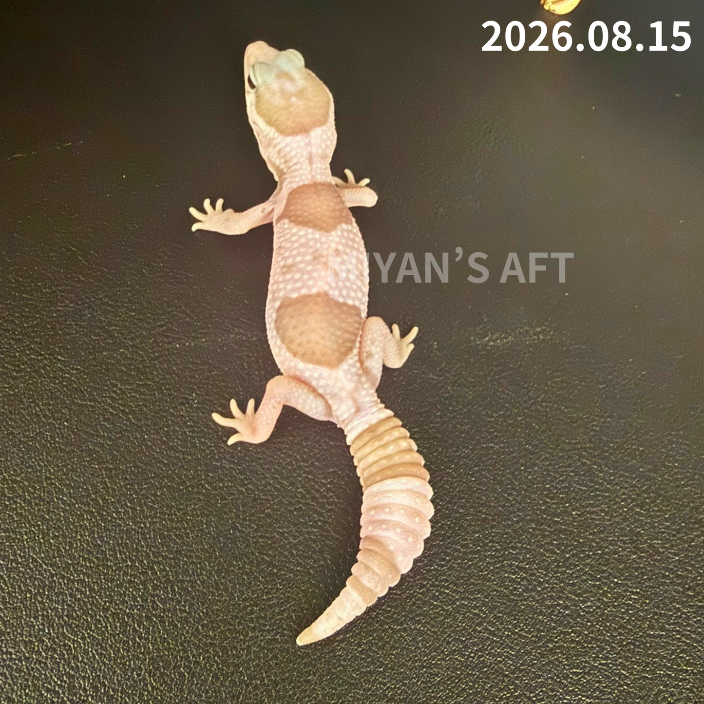 MA-0123　ホワイトアウト キャラメル オレオ het ゴースト ズールー　♂