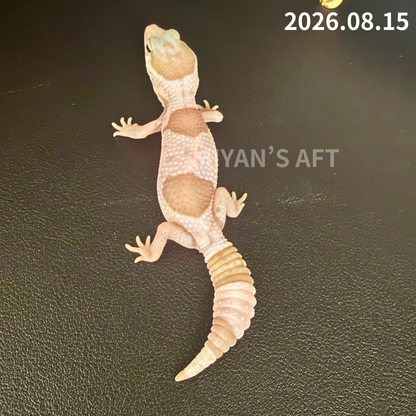 MA-0123　ホワイトアウト キャラメル オレオ het ゴースト ズールー　♂