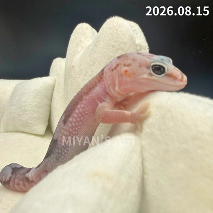 MA-0124　オレオ ズールー het ゴーストパターンレス　♀