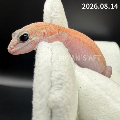 MA-0111　パターンレス het アメルオレオ　♀