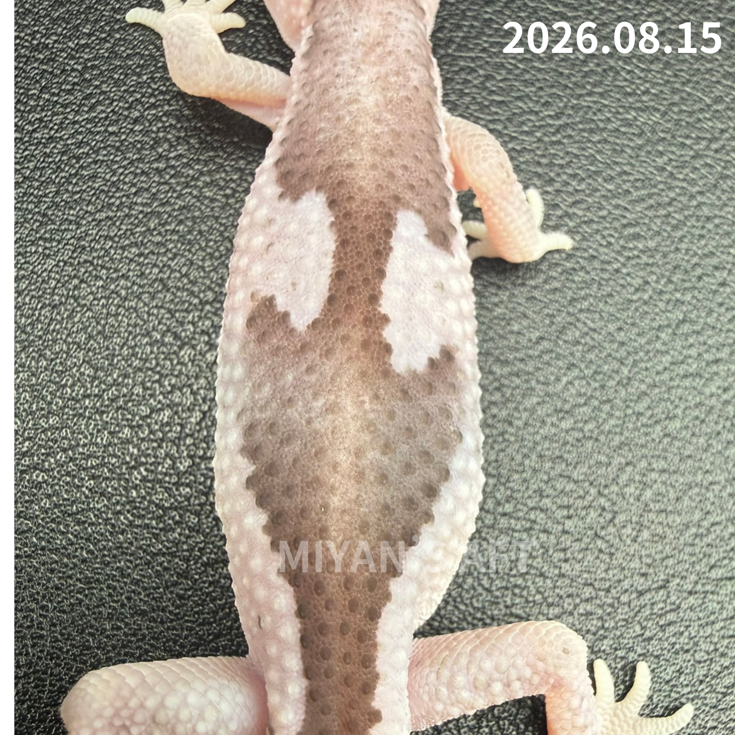 MA-0124　オレオ ズールー het ゴーストパターンレス　♀
