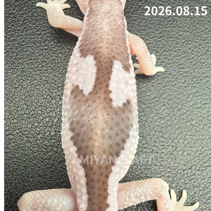 MA-0124　オレオ ズールー het ゴーストパターンレス　♀