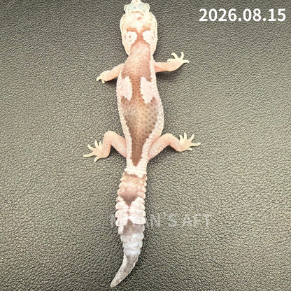 MA-0124　オレオ ズールー het ゴーストパターンレス　♀