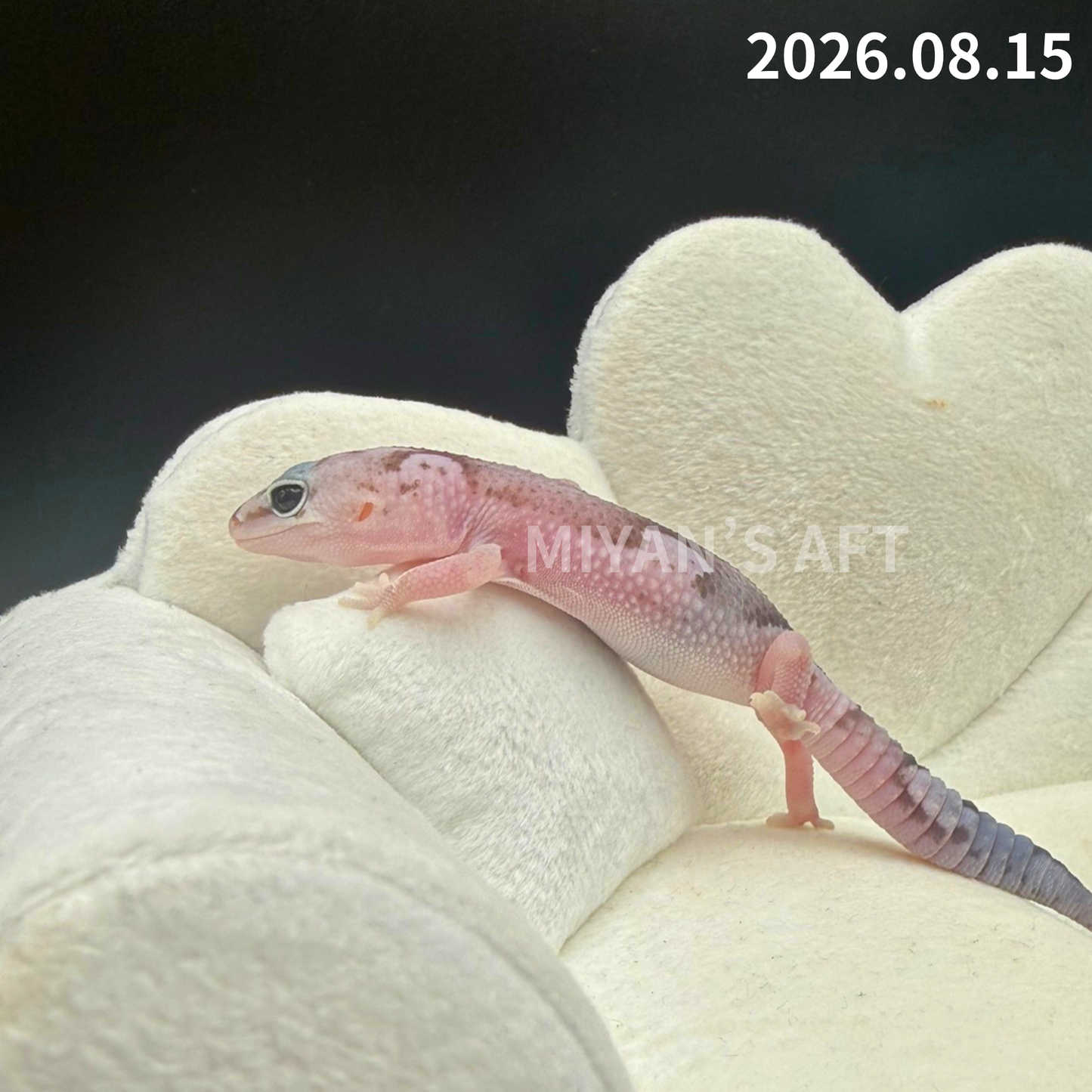 MA-0124　オレオ ズールー het ゴーストパターンレス　♀