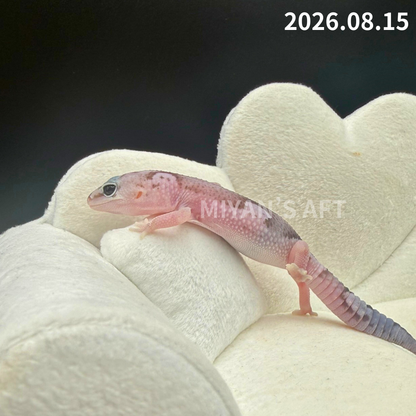 MA-0124　オレオ ズールー het ゴーストパターンレス　♀