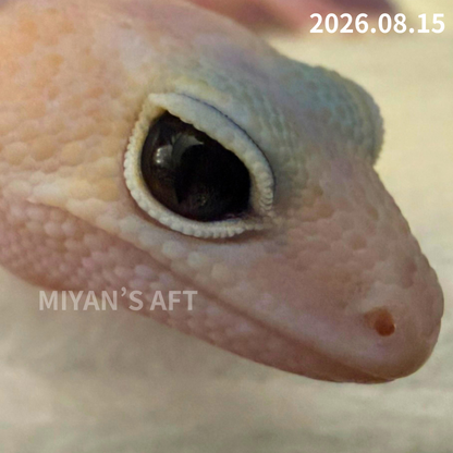 MA-0125　ホワイトアウト ゴースト ズールー het オレオ　♂