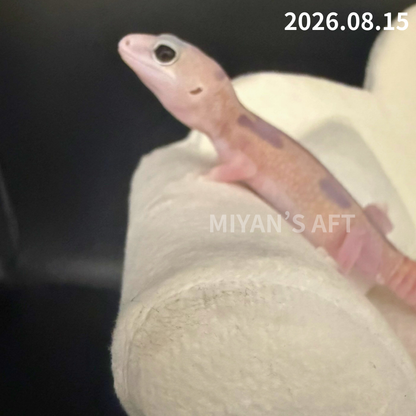 MA-0125　ホワイトアウト ゴースト ズールー het オレオ　♂