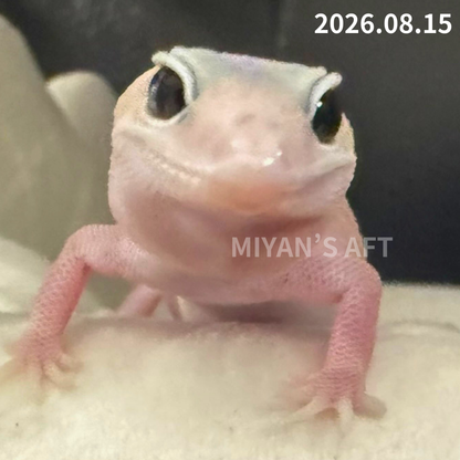 MA-0125　ホワイトアウト ゴースト ズールー het オレオ　♂