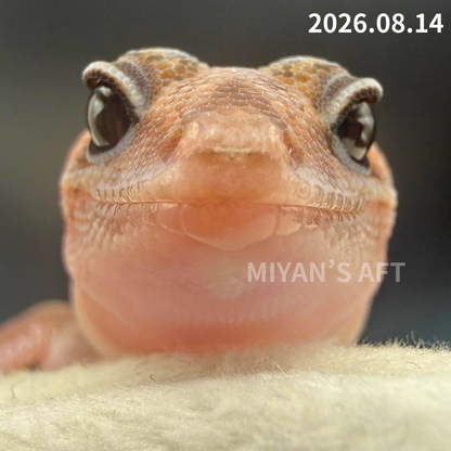 MA-0110　パターンレス het アメル　♀