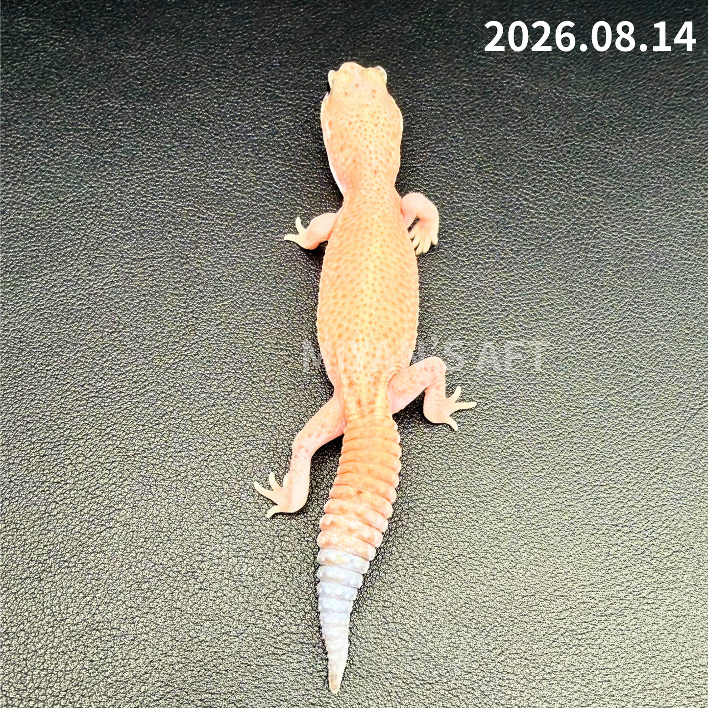 MA-0111　パターンレス het アメルオレオ　♀