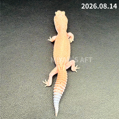 MA-0111　パターンレス het アメルオレオ　♀
