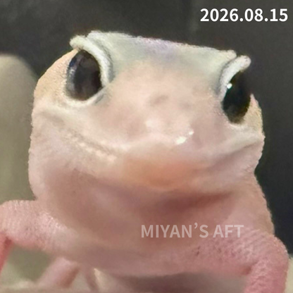 MA-0125　ホワイトアウト ゴースト ズールー het オレオ　♂