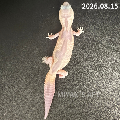 MA-0125　ホワイトアウト ゴースト ズールー het オレオ　♂