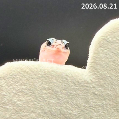 MA-0112　ホワイトアウト オレオ パターンレス het アメル　♀