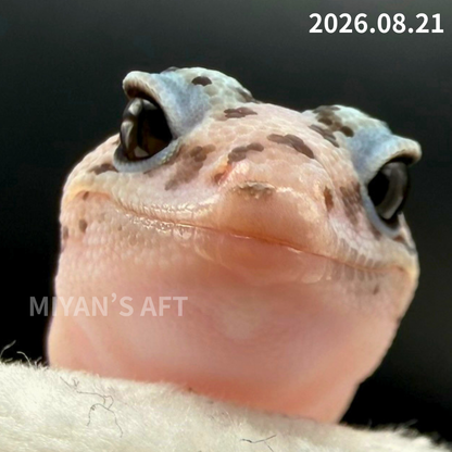 MA-0112　ホワイトアウト オレオ パターンレス het アメル　♀