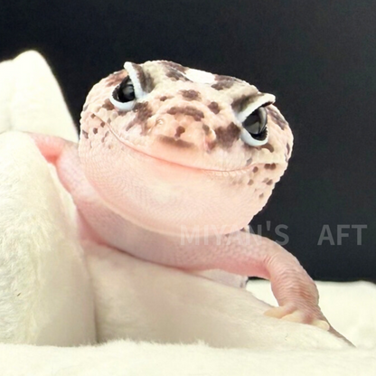 MA-0040　オレオパターンレス　♀　
