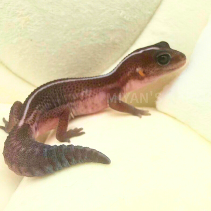 MA-0044　オレオパターンレス hetアメル　♀　
