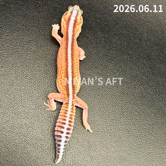 MA-0080　パターンレス hetアメル　♂