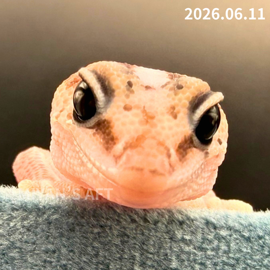 MA-0080　パターンレス hetアメル　♂
