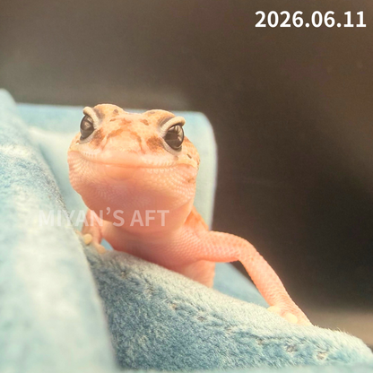MA-0080　パターンレス hetアメル　♂