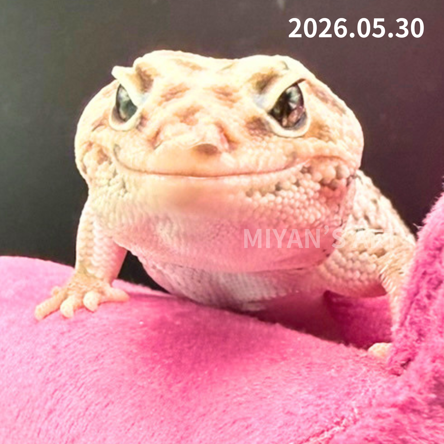 MA-0041　ホワイトアウトオレオズールー　♀