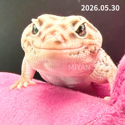 MA-0041　ホワイトアウトオレオズールー　♀