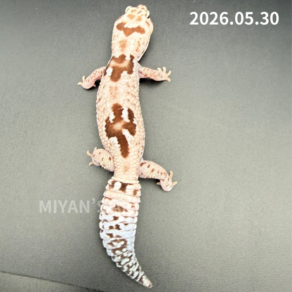 MA-0041　ホワイトアウトオレオズールー　♀