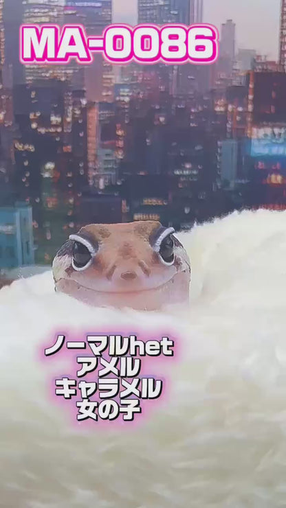 MA-0086　ノーマル het アメル キャラメル　♀