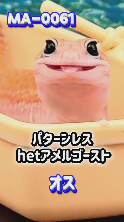 MA-0061　パターンレス hetアメルゴースト　♂