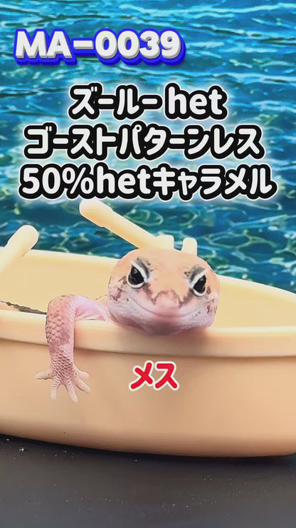 MA-0039　ズールー hetゴーストパターンレス 50%hetキャラメル　♀